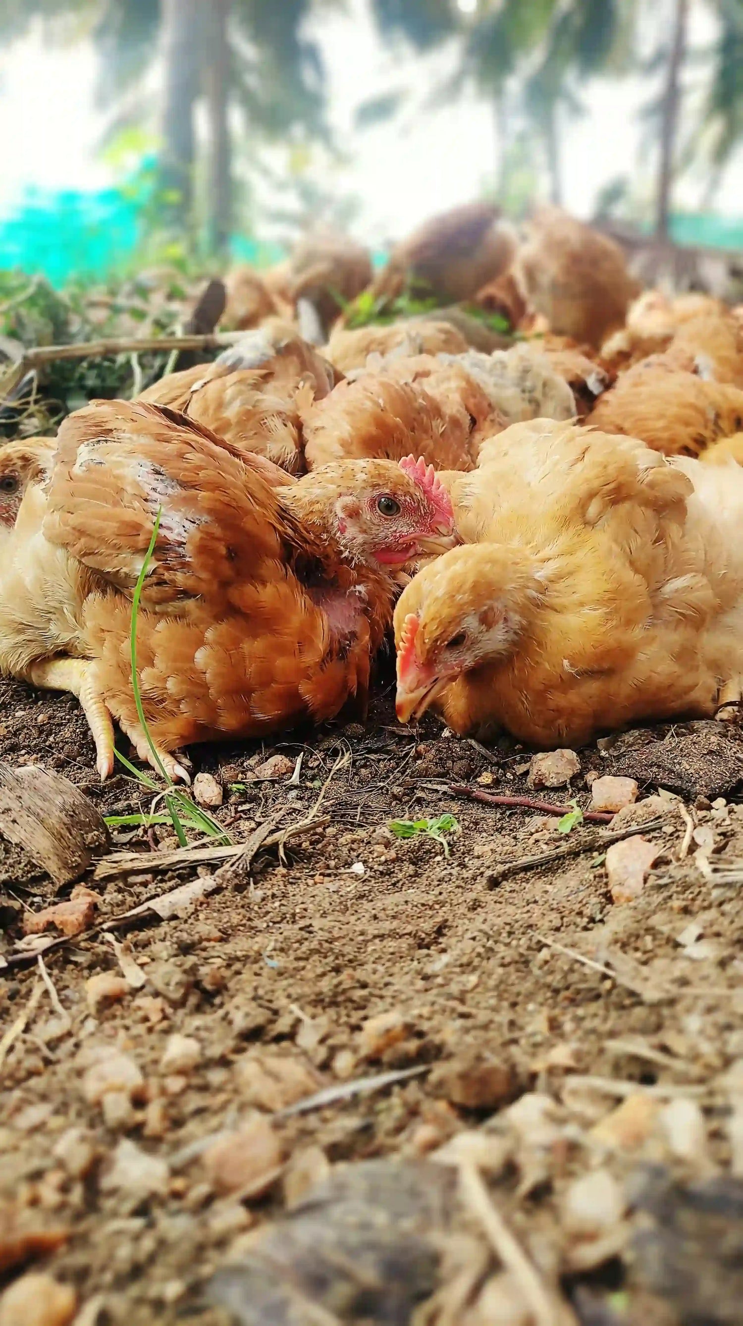 Free Range Organic chicken to buy online