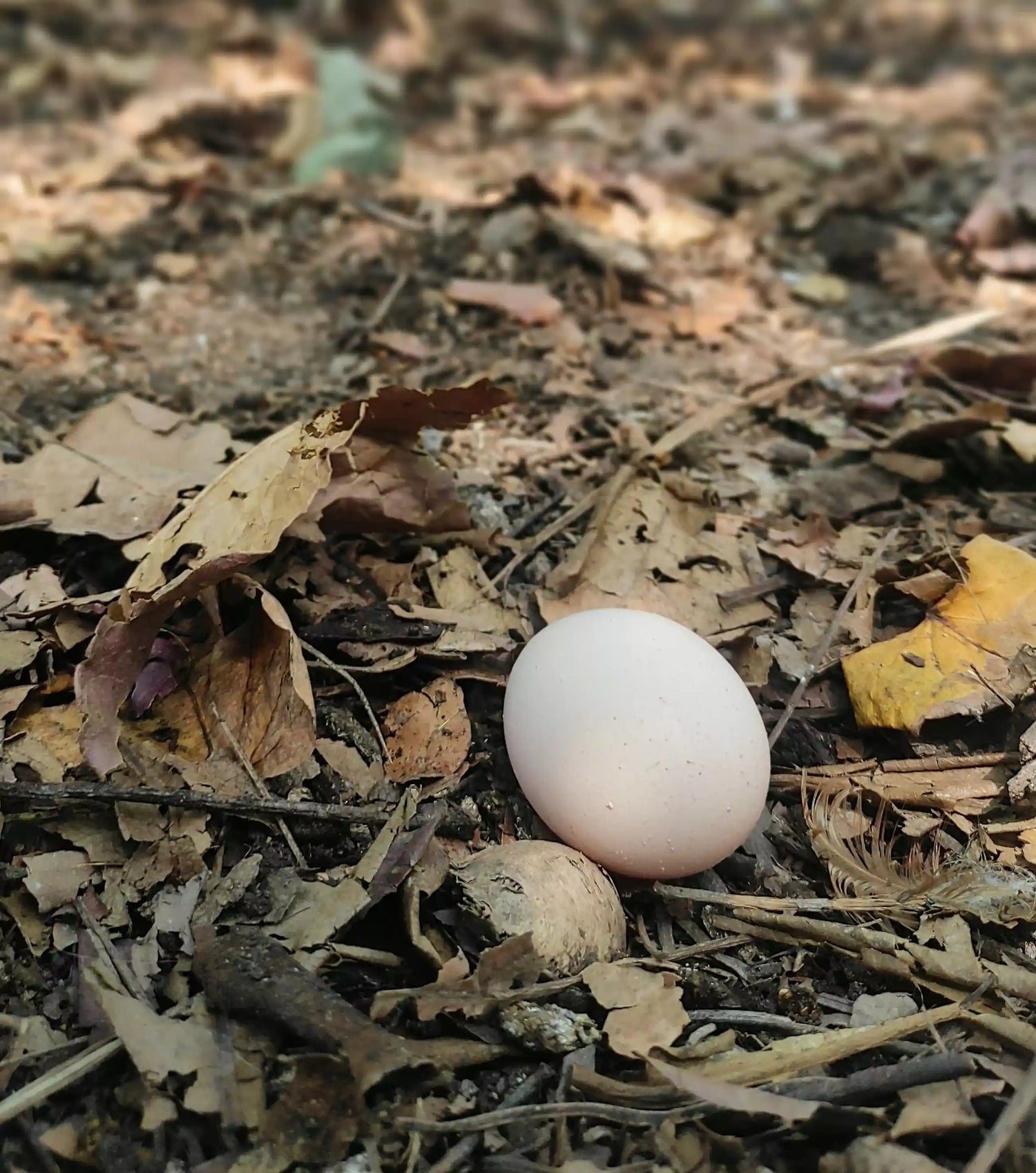 Free Range Egg Farming