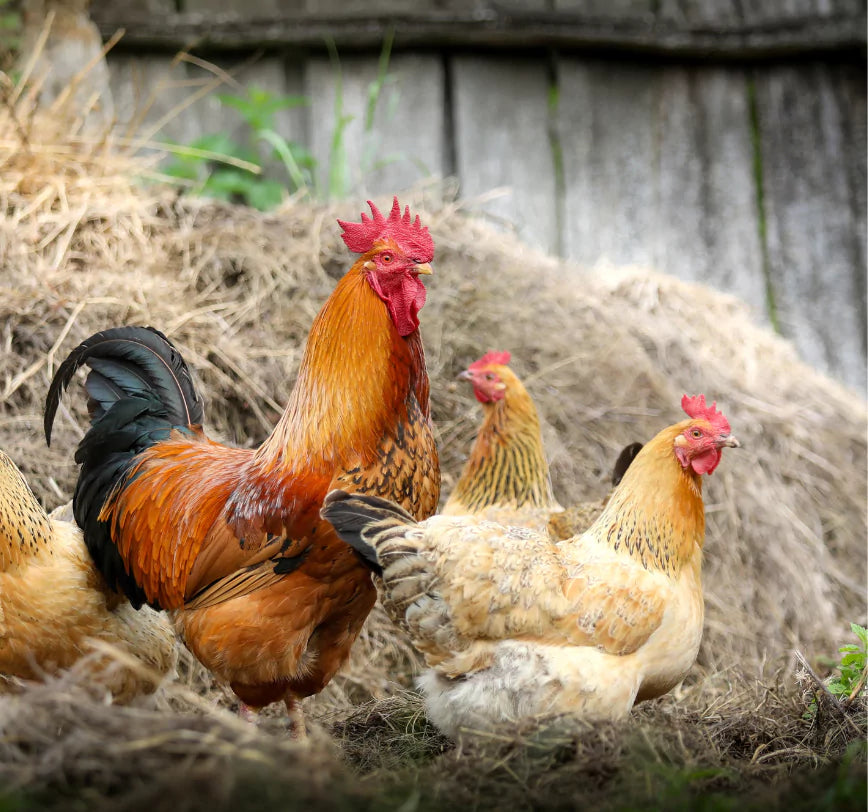 Online Chicken Delivery Chennai & Bangalore