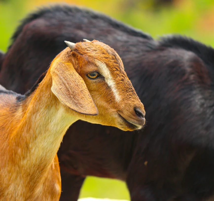 online mutton bangalore and chennai