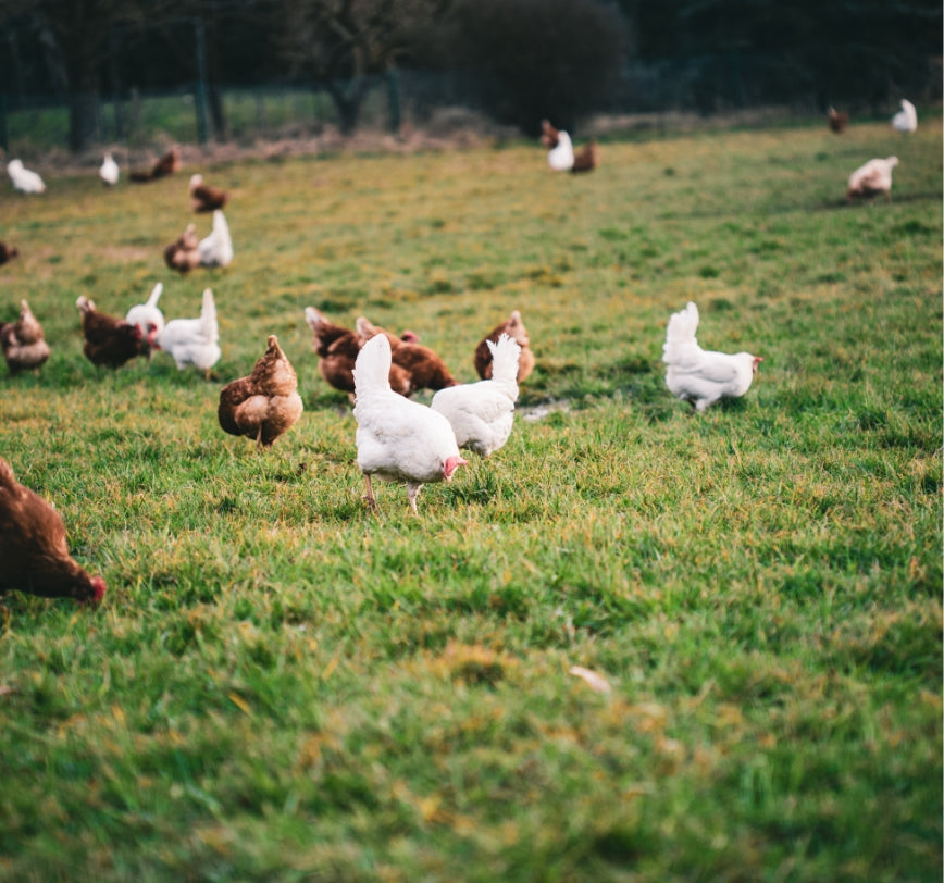 Organic Free Range Halal Chicken Online | Fresh Chicken | Pasture Raised Chicken |