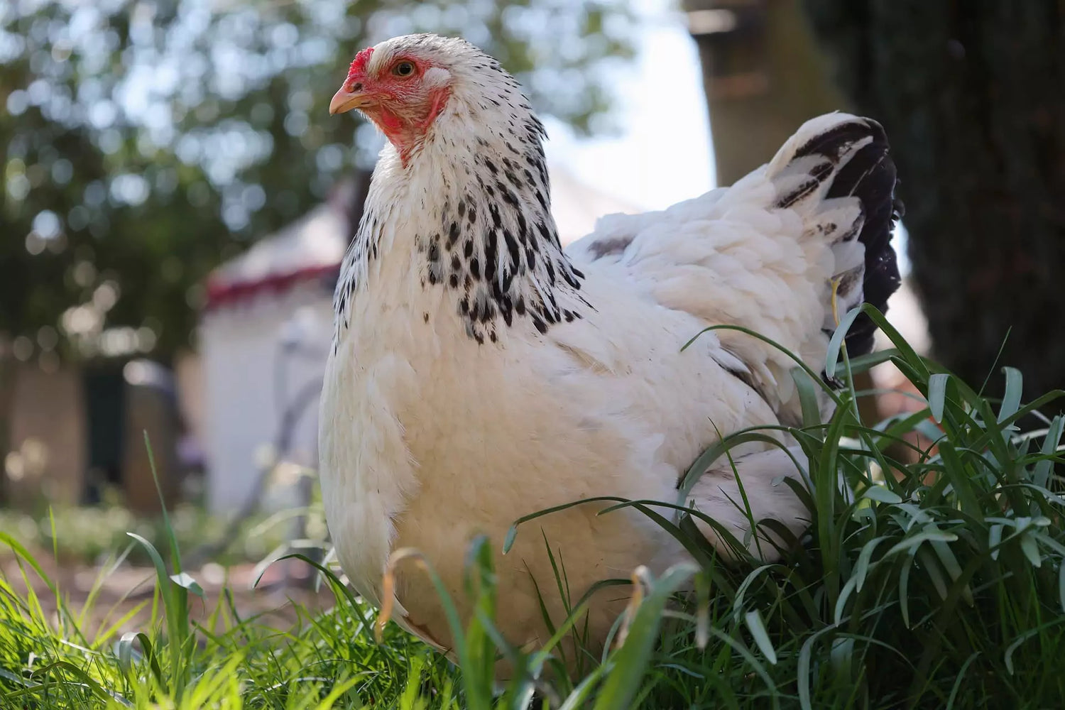 online raw chicken delivery near me