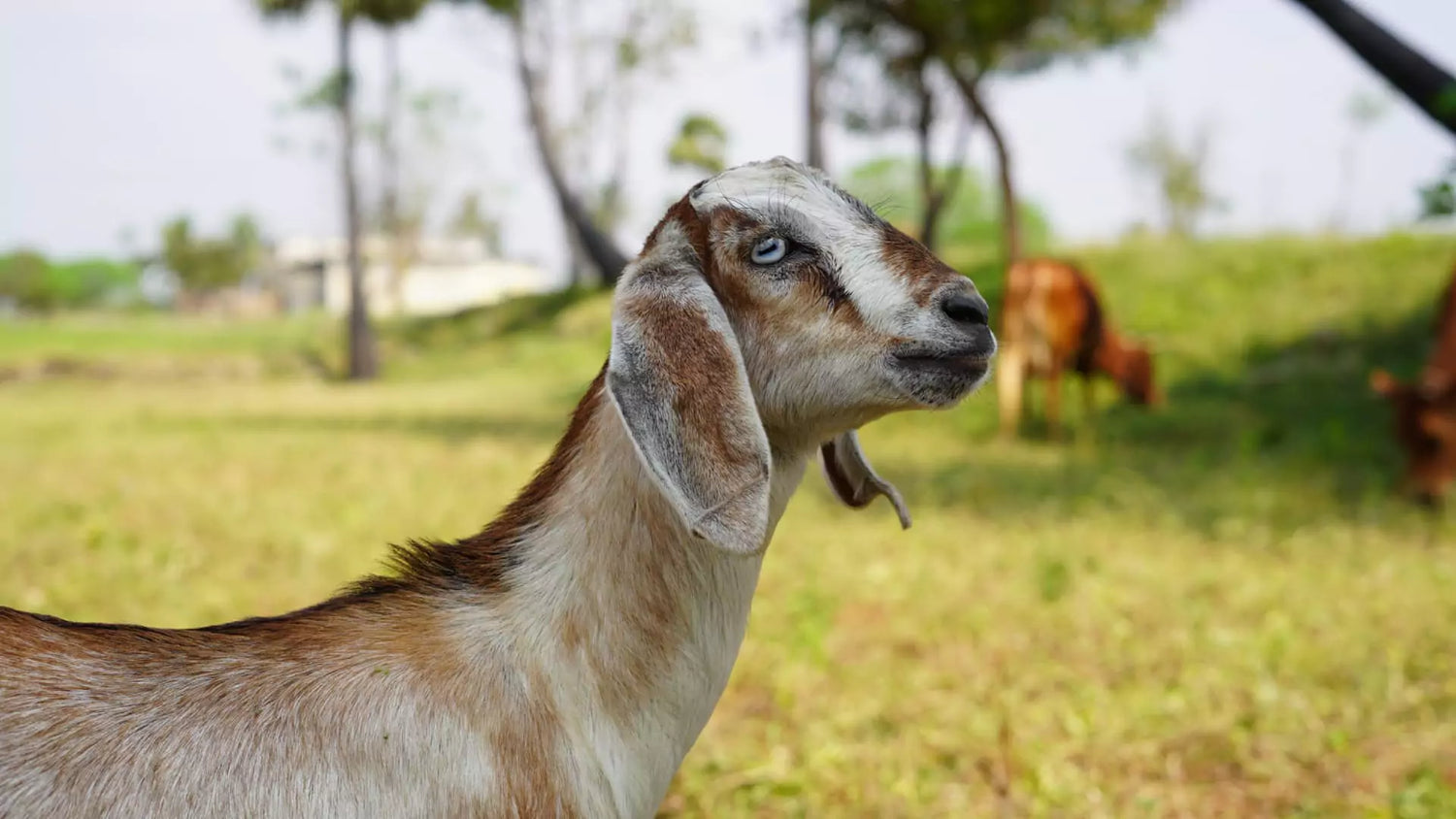 Free Range Goat farming