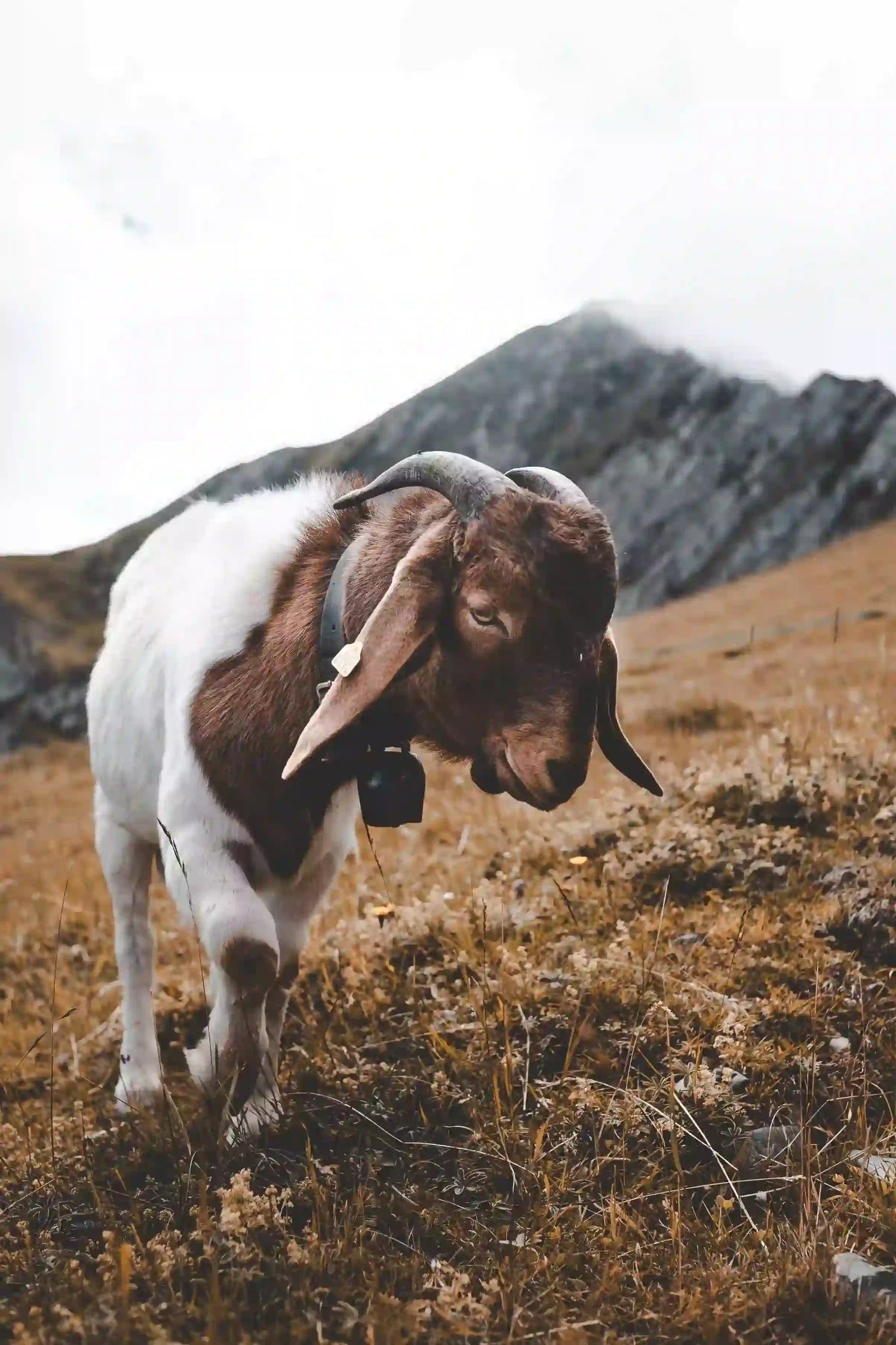 Grass Fed Goat Mutton Online Delivery