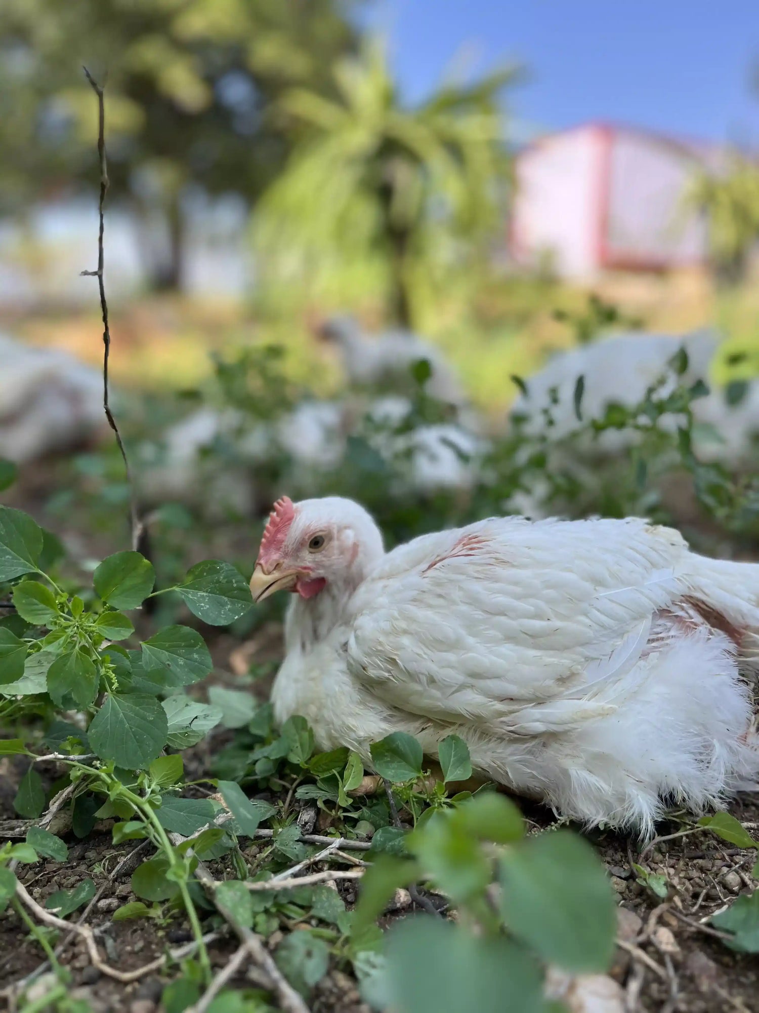 chicken farming near me