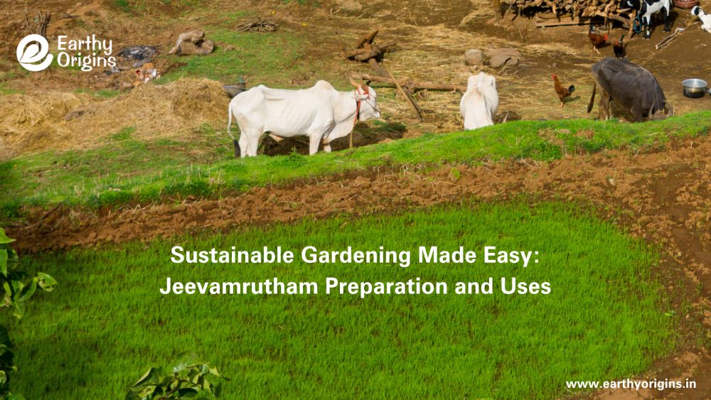 Jeevamrutham: Preparation | Ingredients | Uses & Benefits for Plants ...