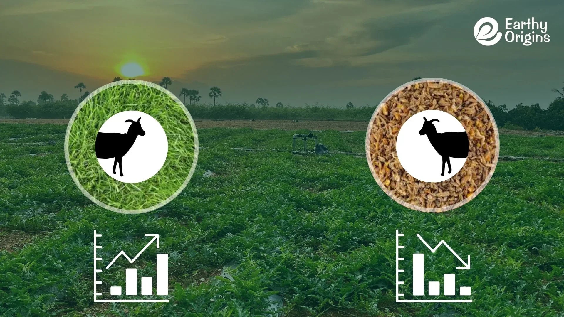 Based Goat How Grass-Fed Goats Differ From Grain-Fed Goats