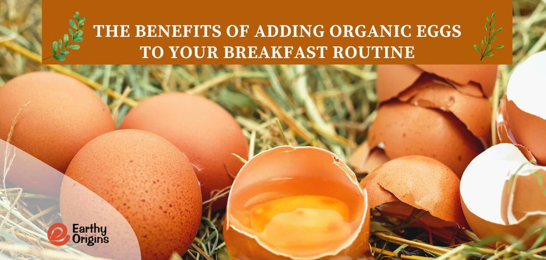 The benefits of adding organic eggs to your breakfast routine