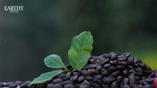 Do You Think Your Daily Coffee Powder Is Actually Healthy? The Truth About Arabica Coffee Benefits