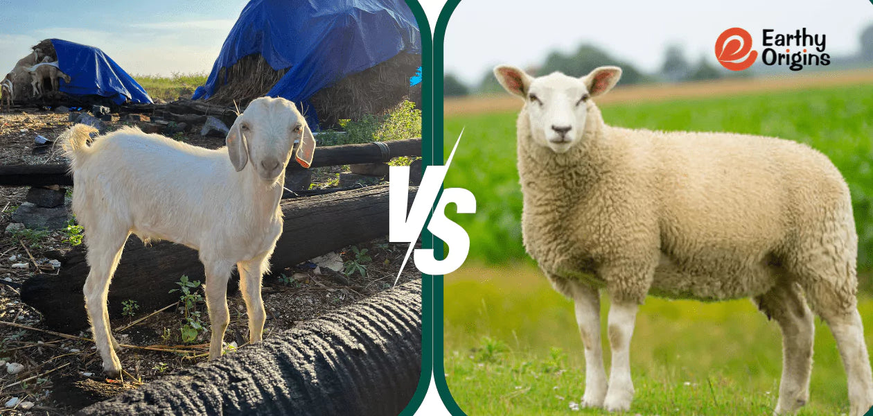 Sheep Size Comp How do you differentiate between Goats and sheep?
