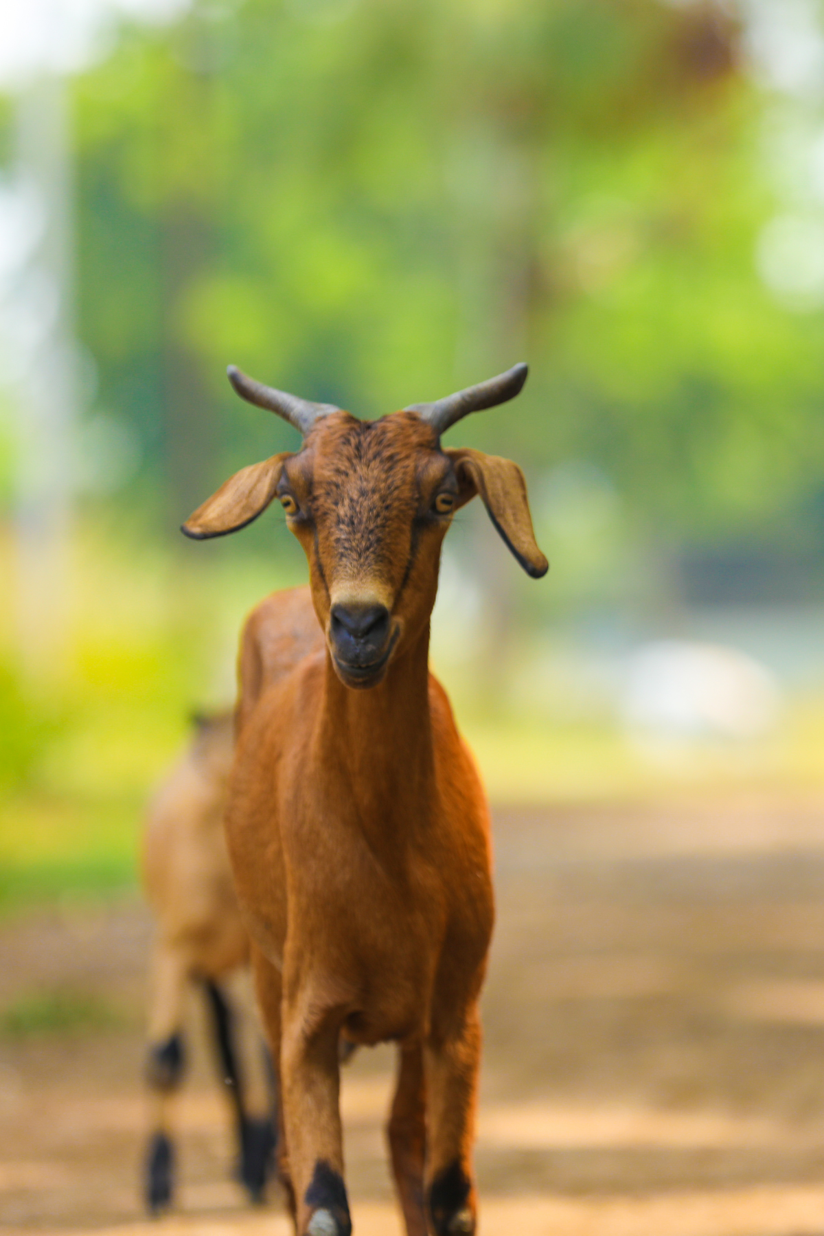 Order Grass Fed Goat Mutton Online