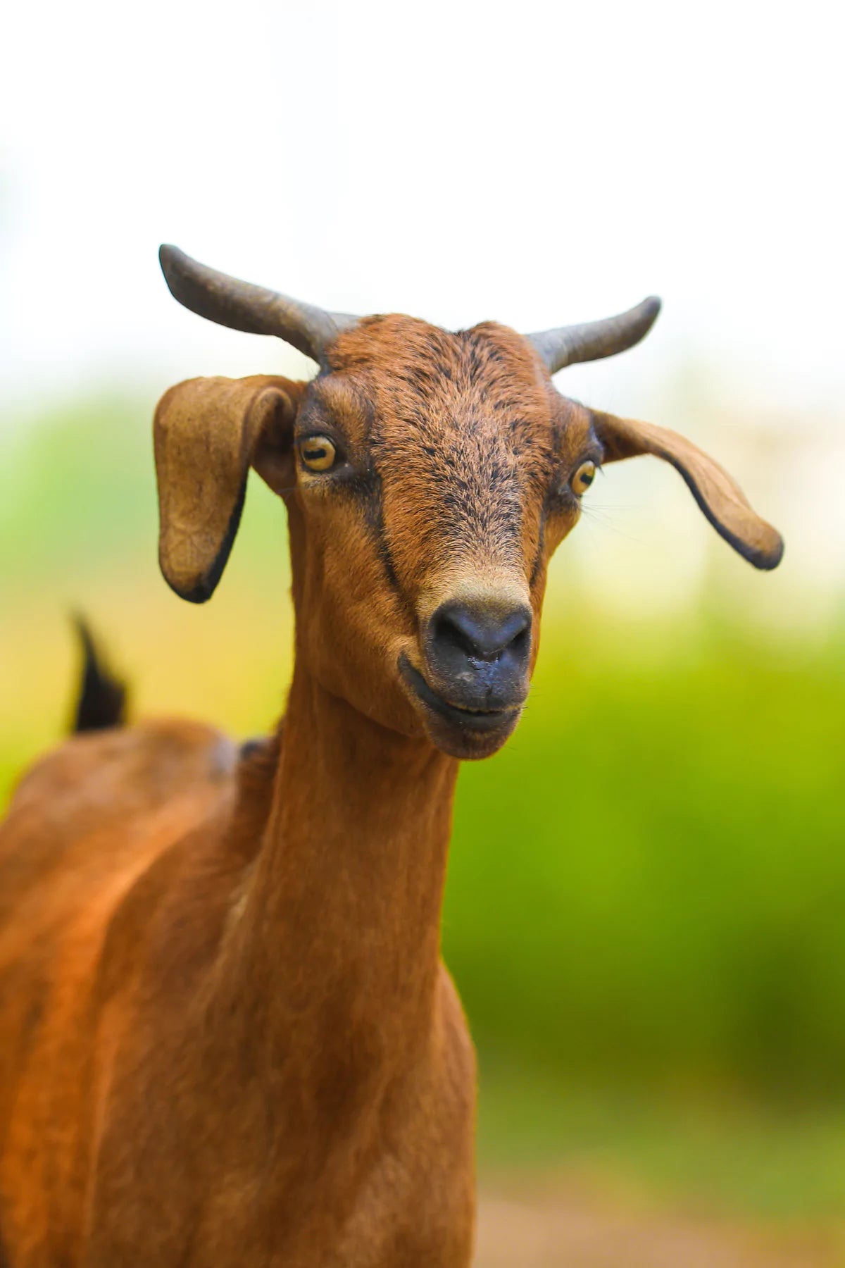 Fresh Free Range Goat Meat & Order Mutton Online Bangalore – Earthy Origins