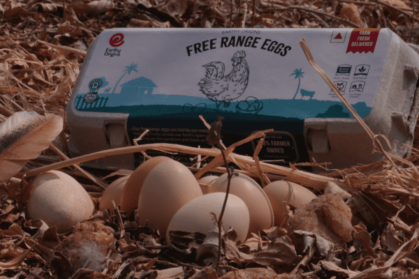 Free Range Organic Eggs