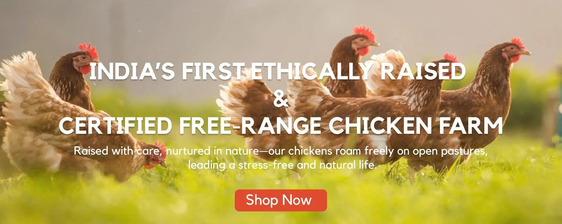 Free Range Chicken | Organic Chicken | Pasture Raised Chicken | Free Range Eggs| Organic Eggs | Chicken Online Delivery | Eggs Online |